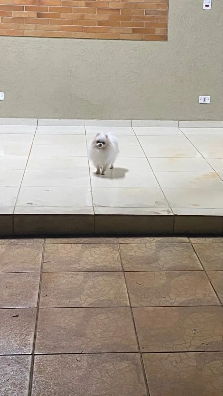 Cobertura disponível - Lulu da pomerânia - Foto 2