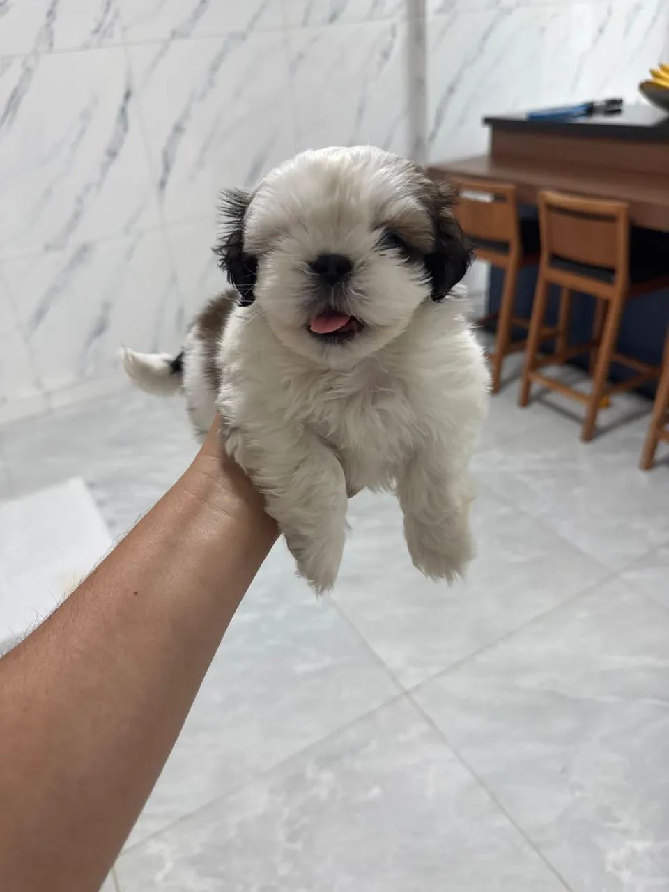 Cachorro  - Foto 3