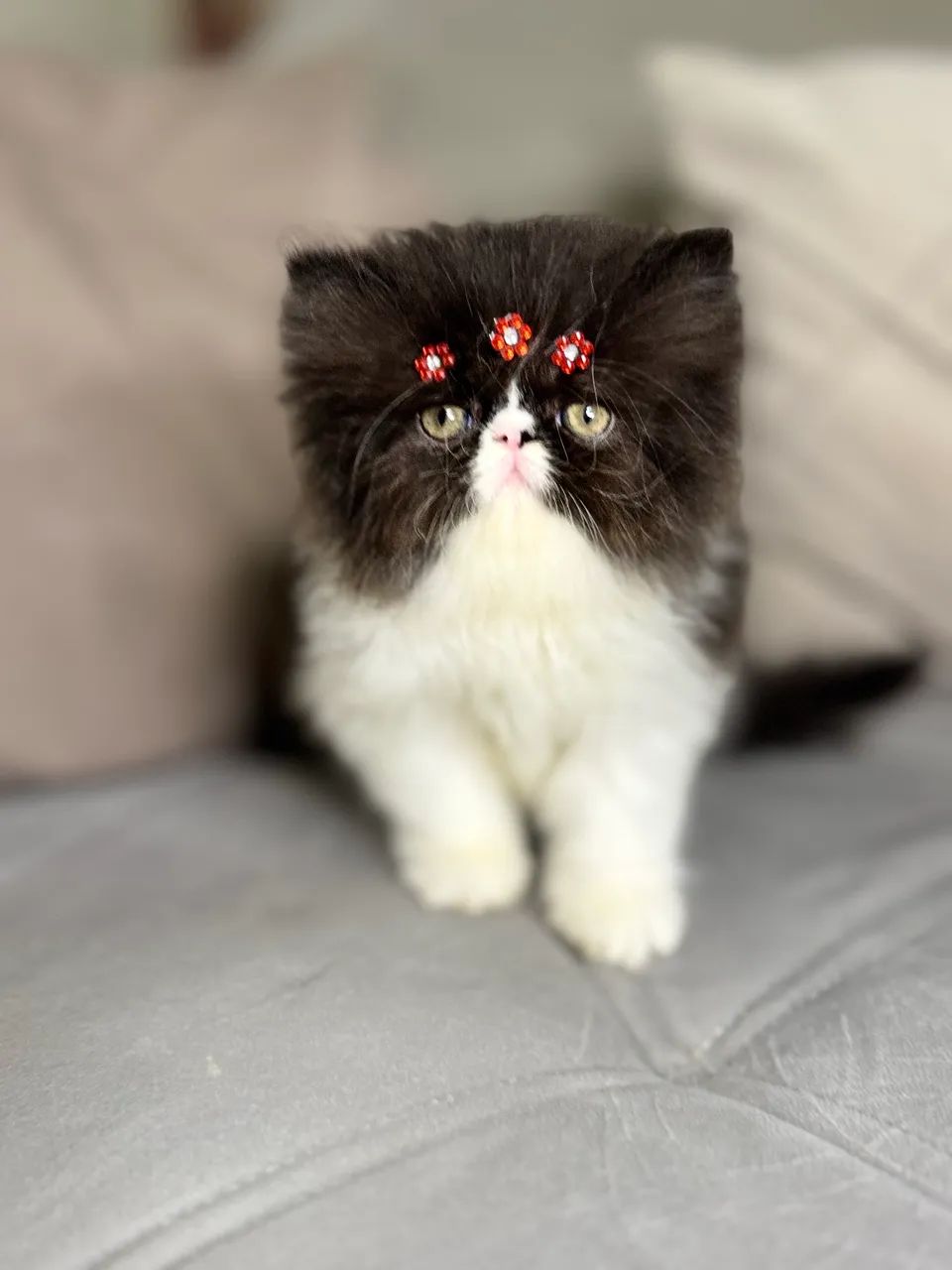 Filhotes gata persa - Foto 2
