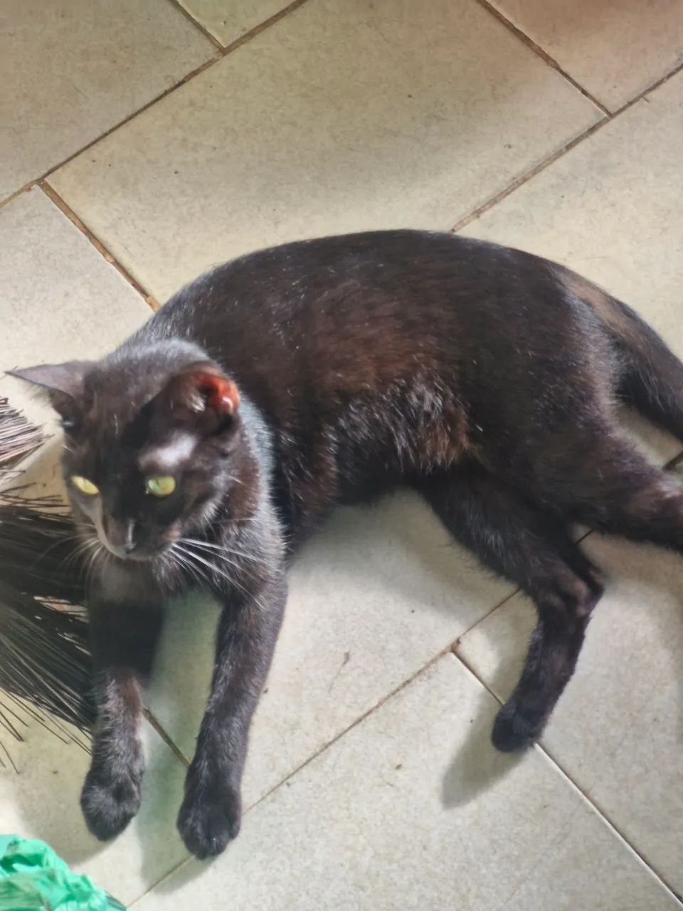 Adoção de gato  - Foto 3