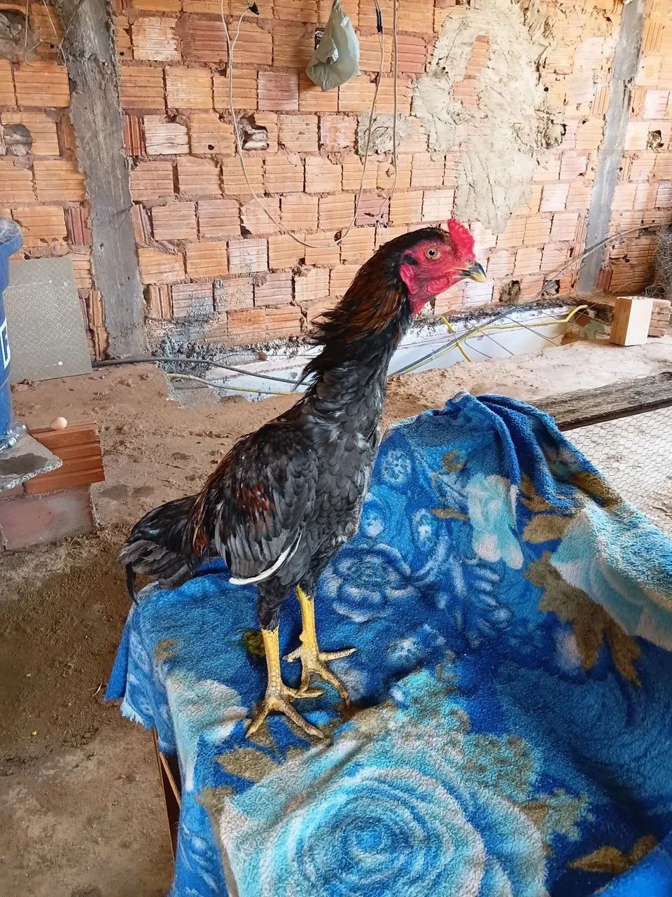 Frango  indio - Foto 3