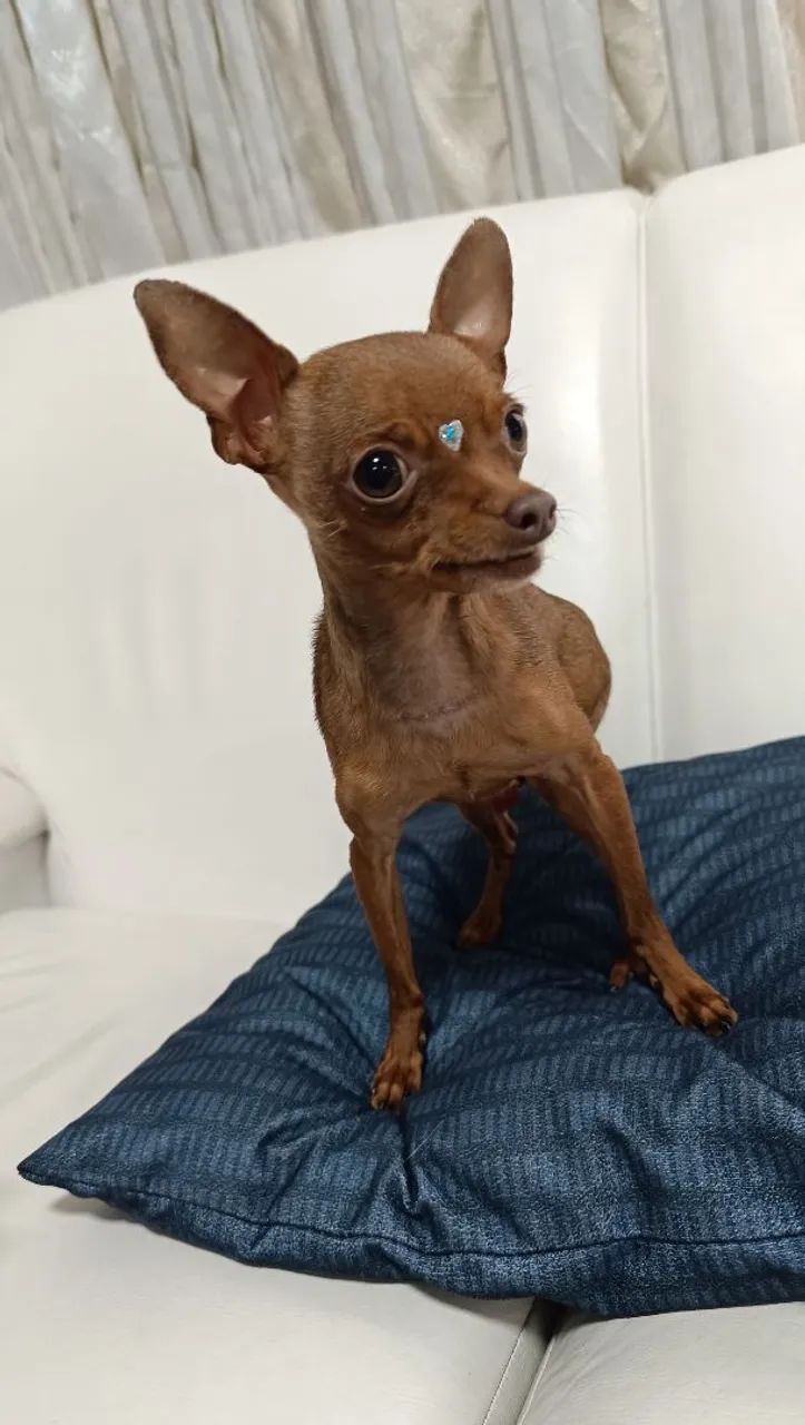 Pinscher 0 - Foto 3