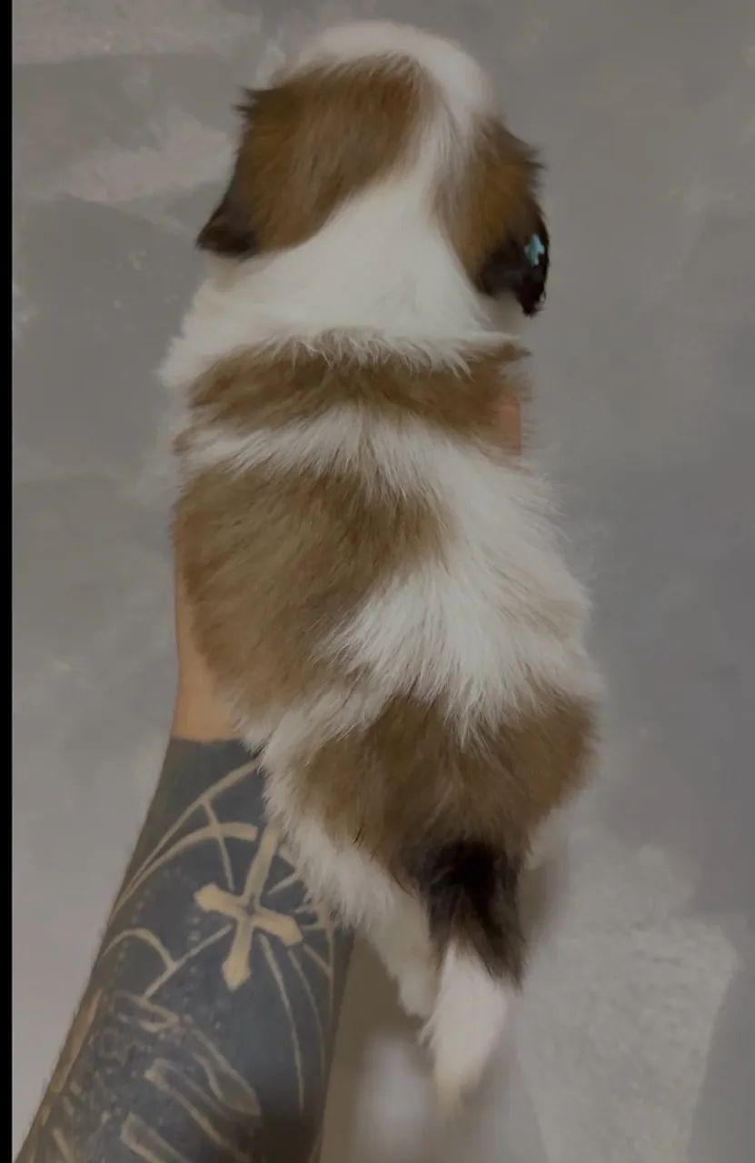 Shihtzu mini macho  - Foto 2