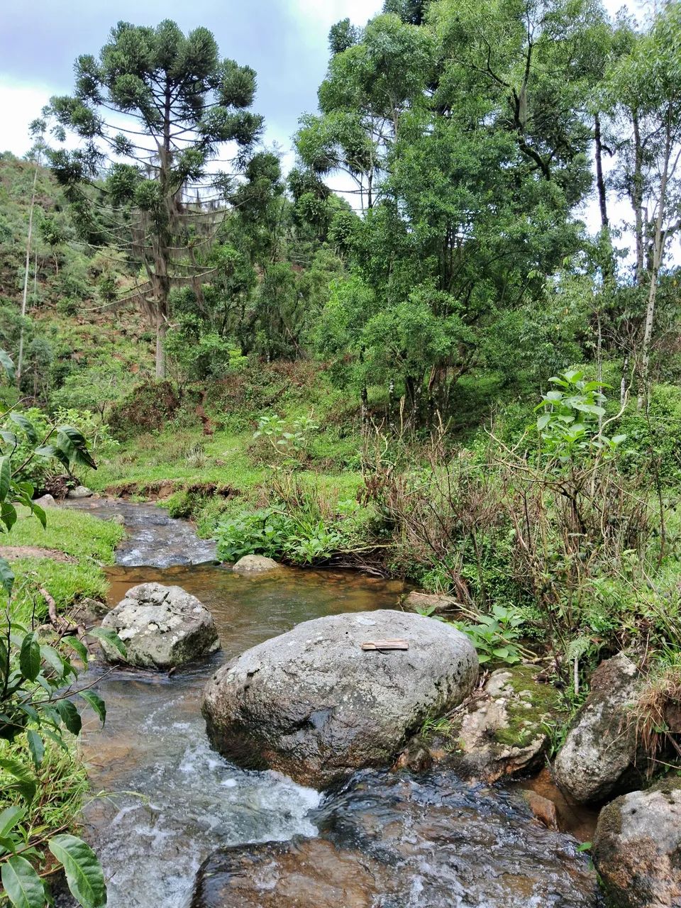Terreno 3 hectares com riacho em Anitápolis-SC  - Foto 3