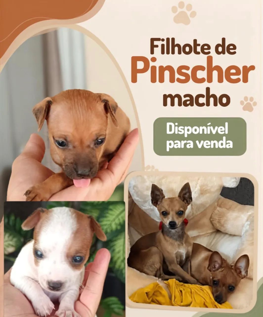 Pinscher 