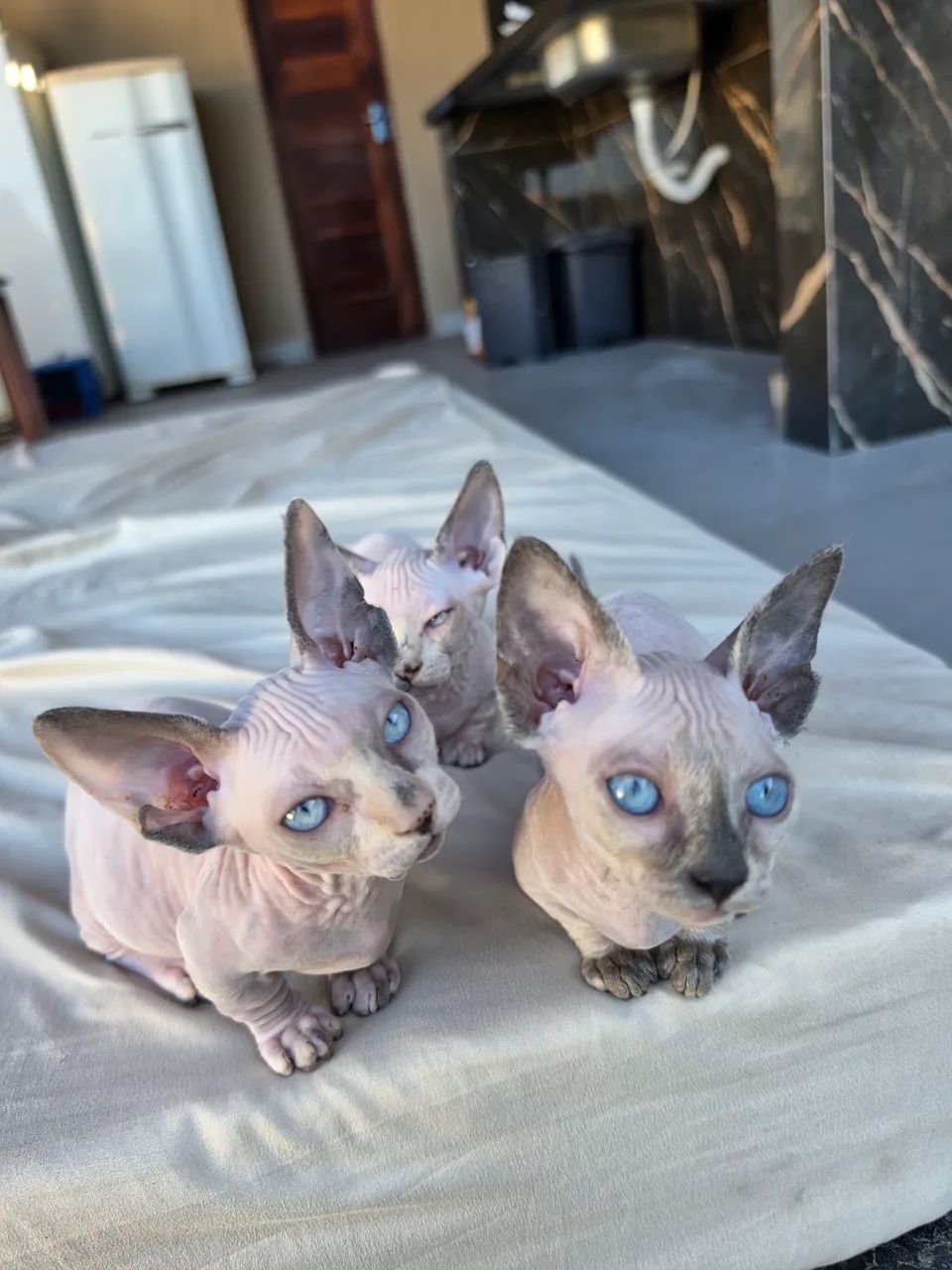 Sphynx bambina  - Foto 4