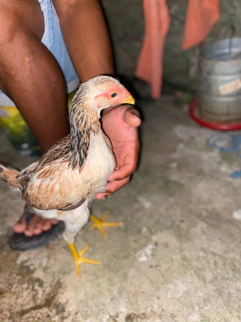 2 casal de frango 