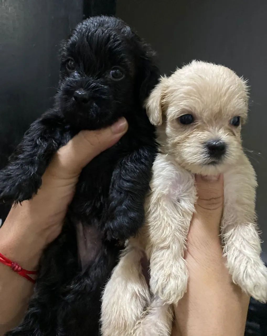 Vendo cachorro shih Tzu  - Foto 2