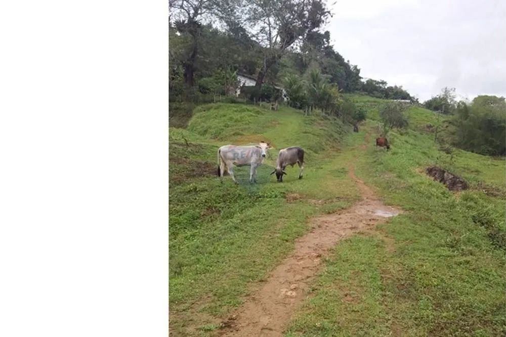 Fazenda Marimarta Ouro da Bahia! - Foto 4