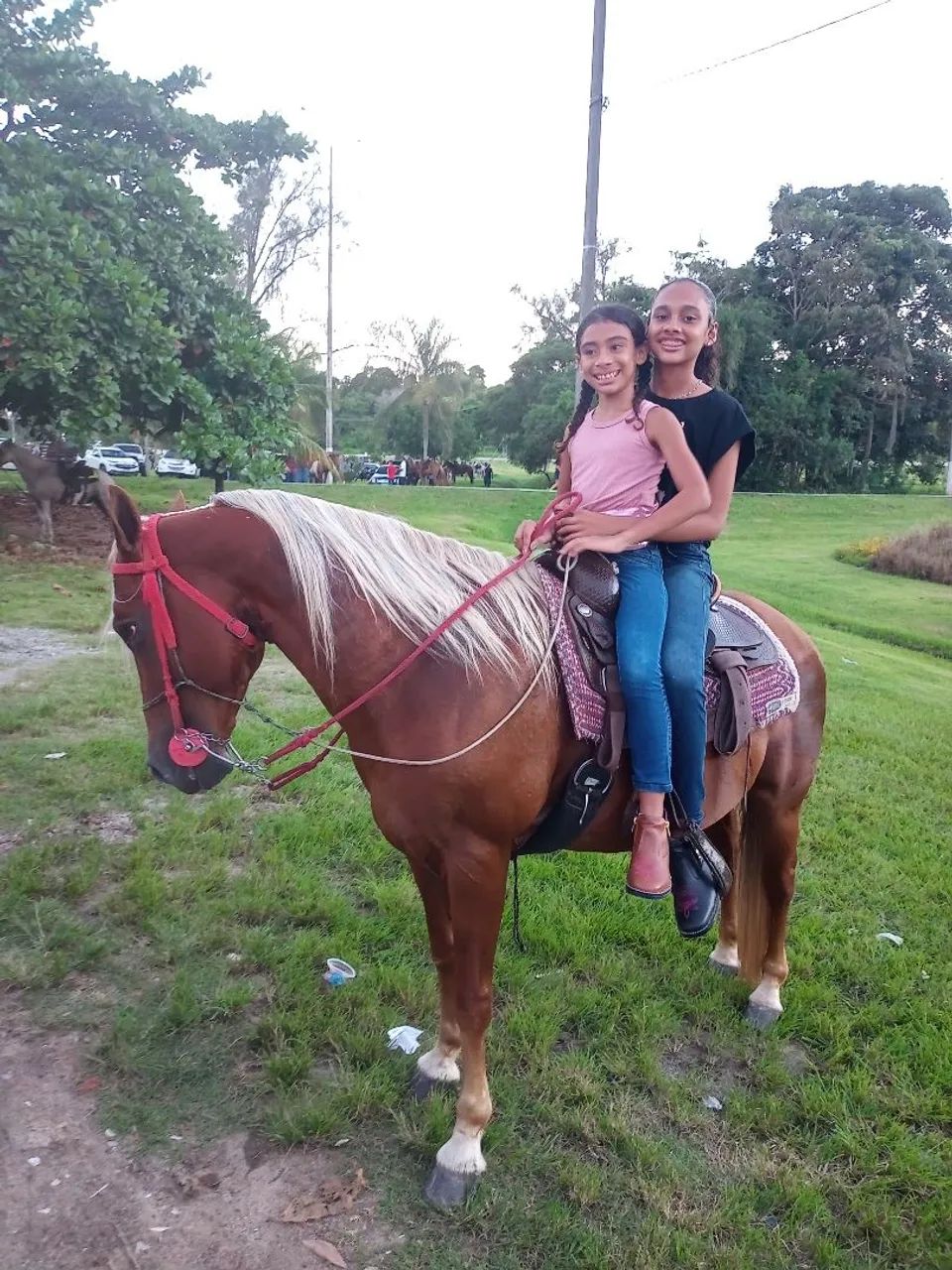 Cavalo QM  - Foto 2