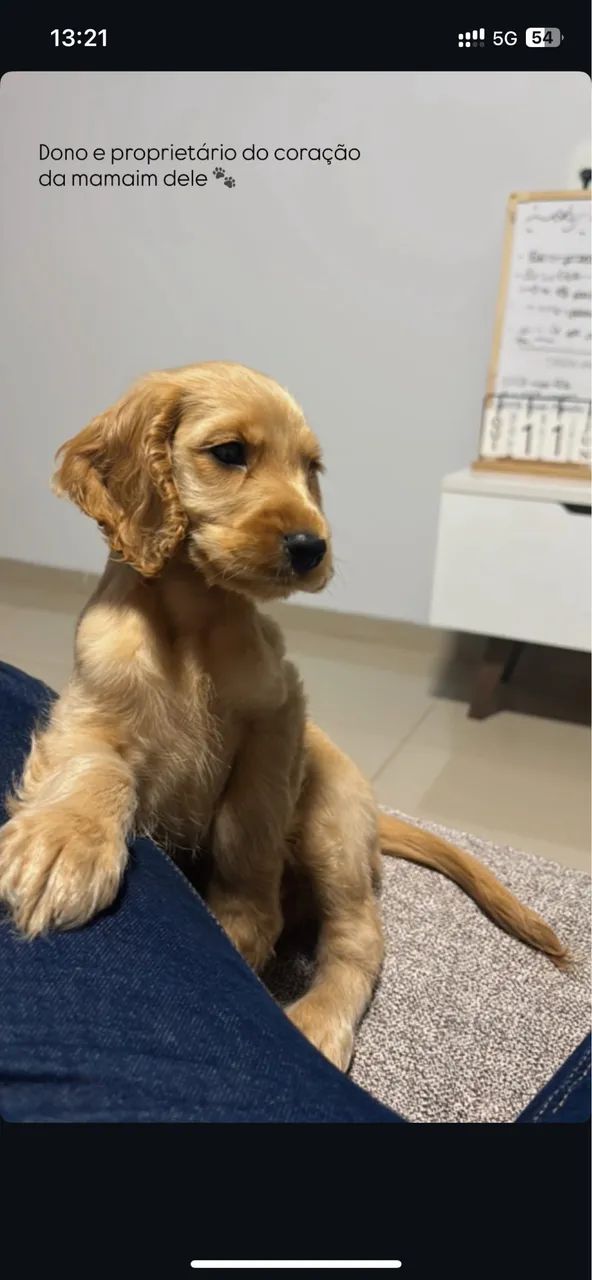 Cocker Spaniel  - Foto 5