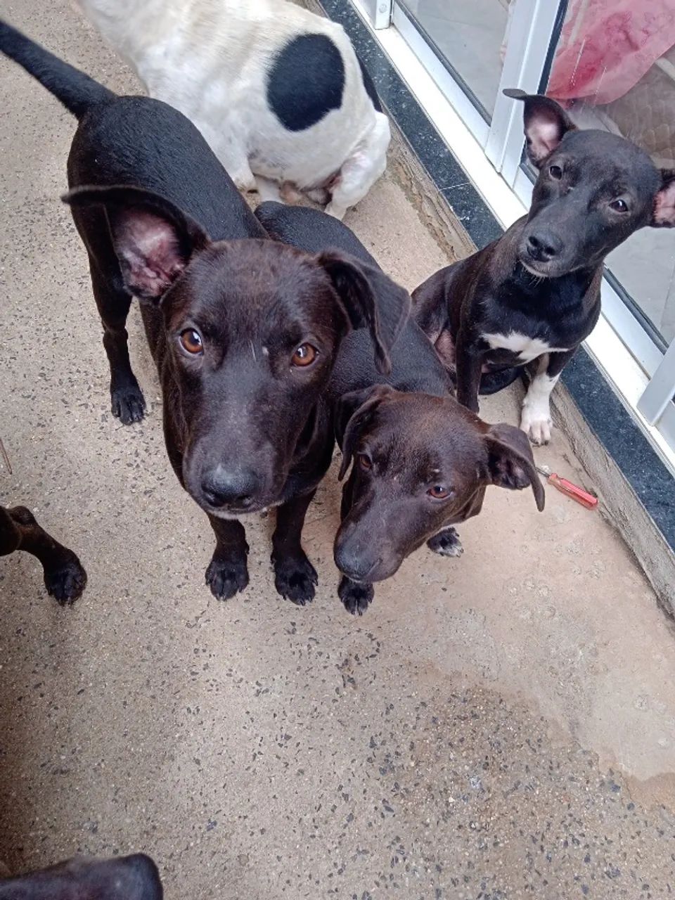 Filhotes cachorro para doação  - Foto 4