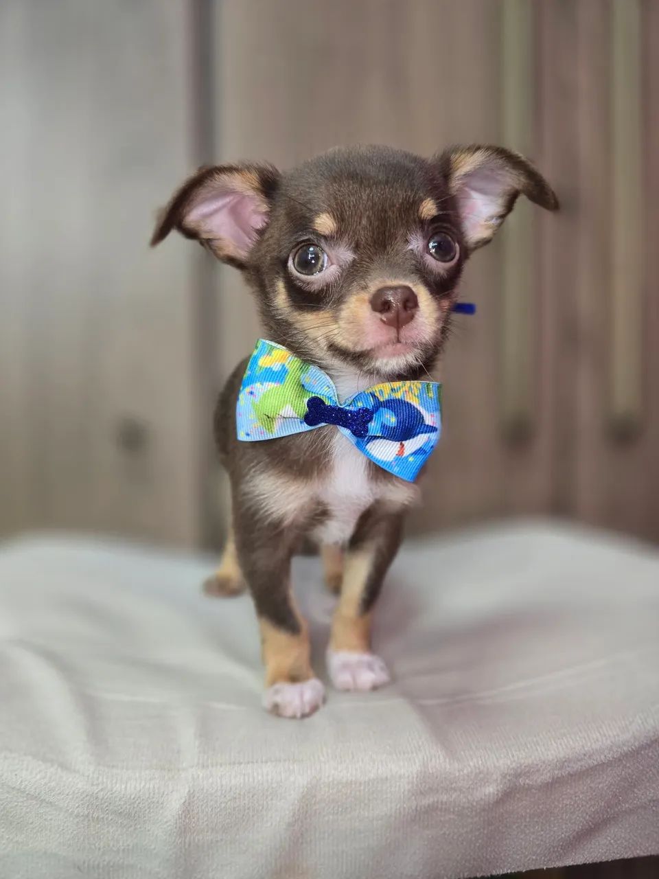 Chihuahua  machinho pelo curto  Chocotan - Foto 3