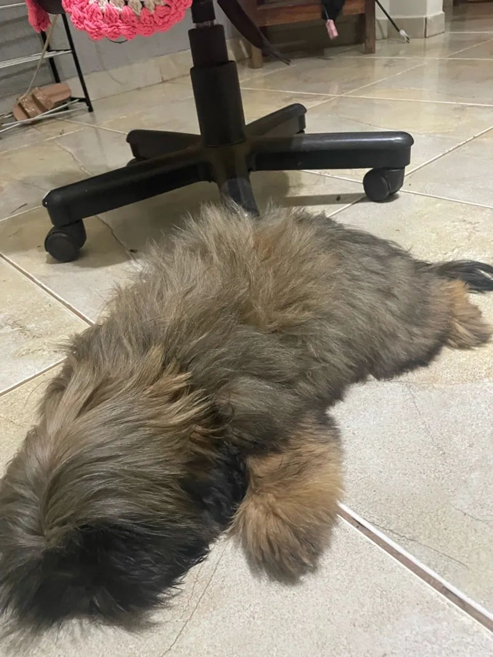 Filhote de Shihtzu  - Foto 4