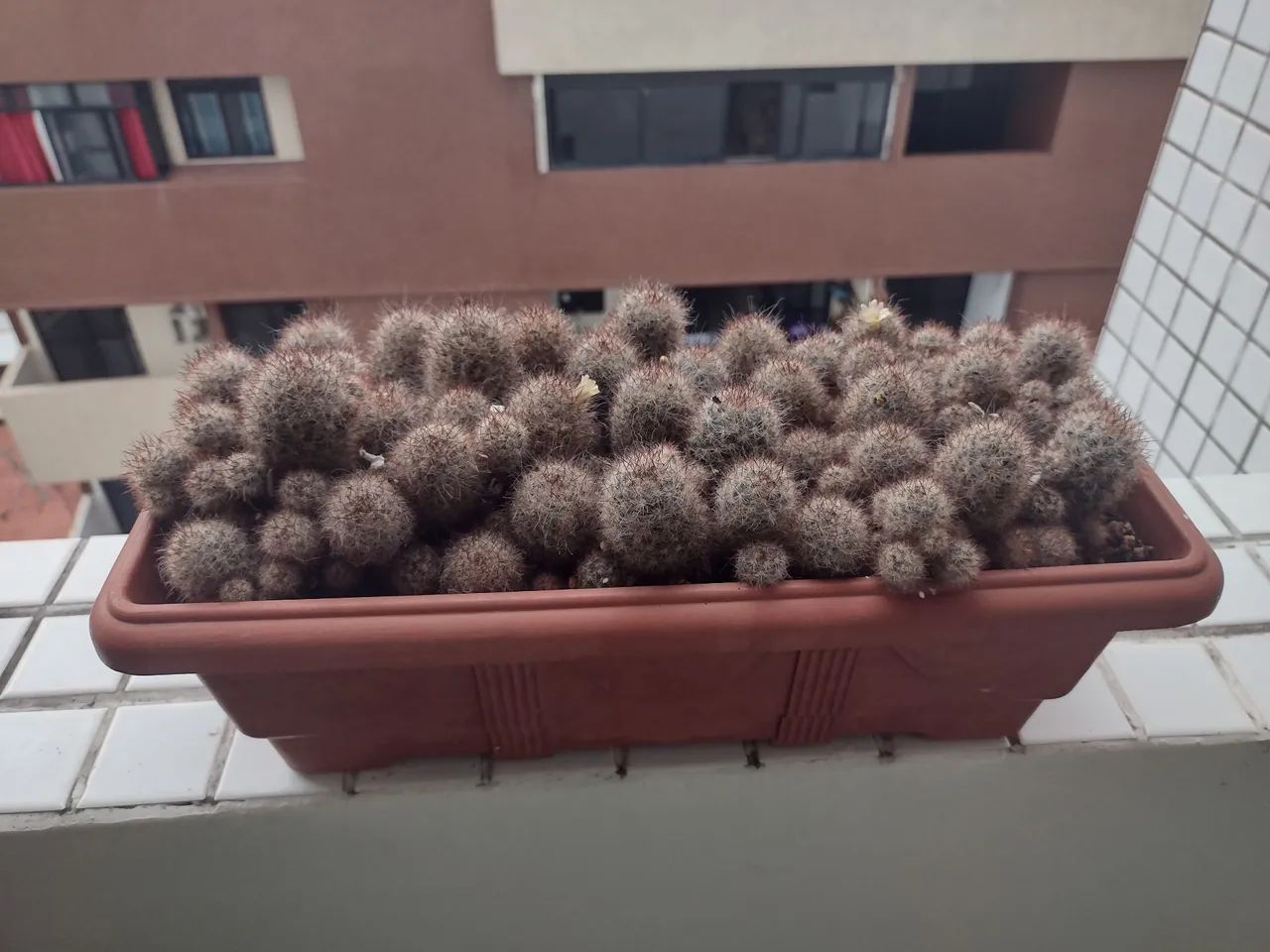 Planta: Cactos com Flores 