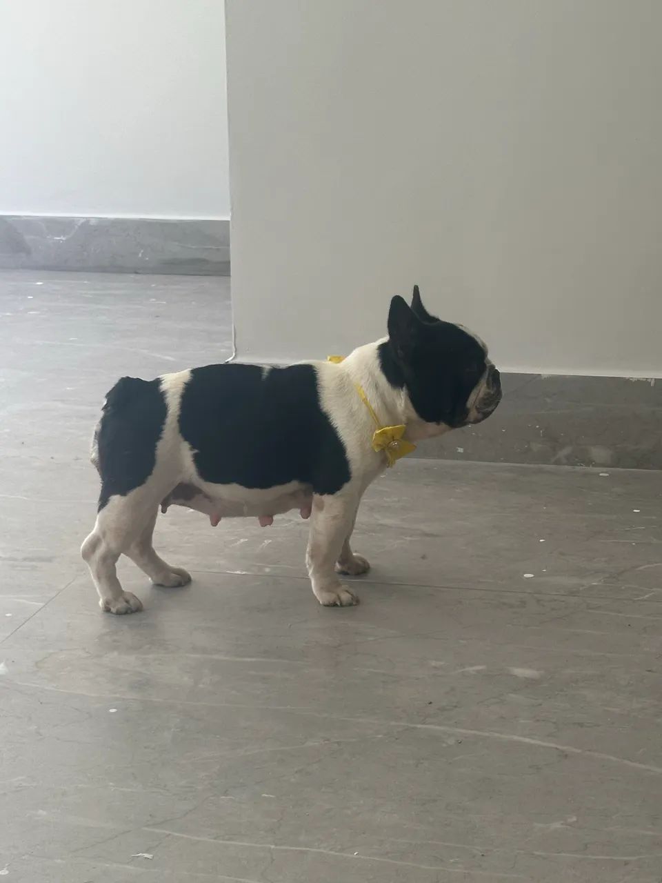 Buldogue francês