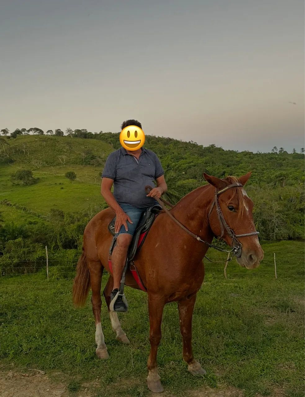 Cavalo marcha de centro Alazão excelente índole muito manso - Foto 3