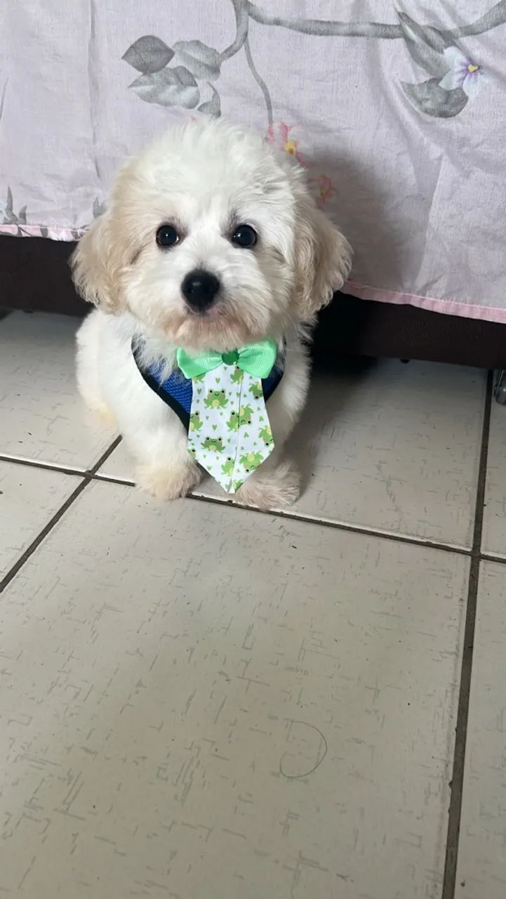 Cachorro 