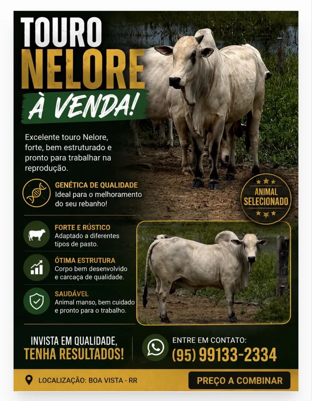 A VENDA TOURO NELORE P.O