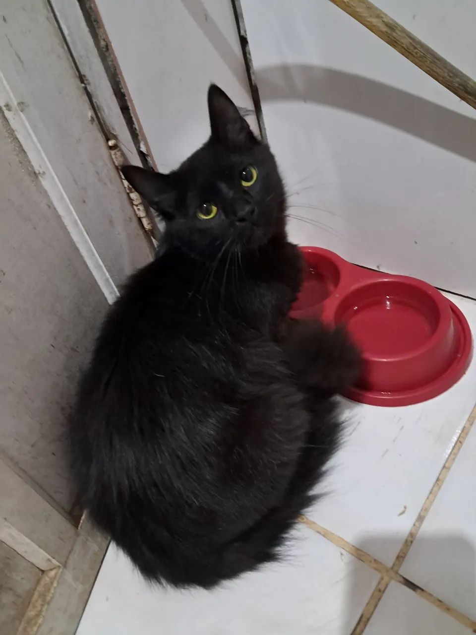 Gatos  - Foto 2
