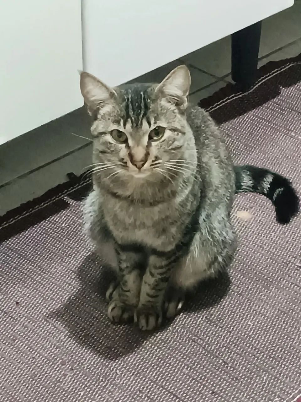 Doa-se gata e gato