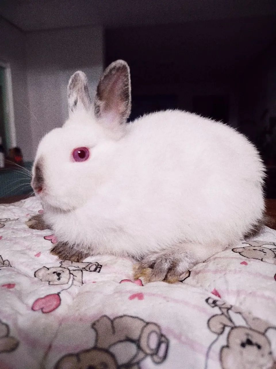 Filhote Coelho anão Himalaio - Foto 3