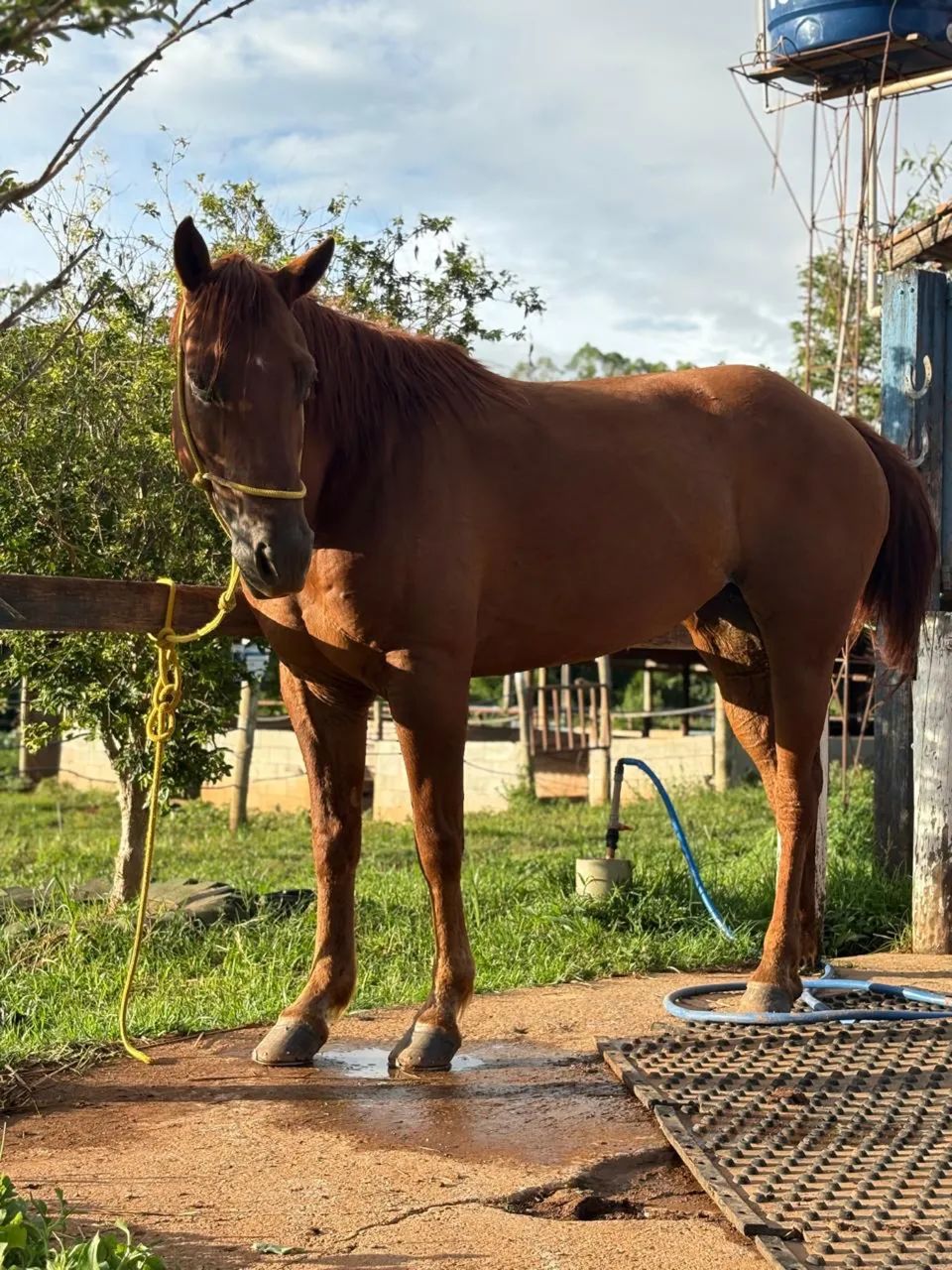 Égua quarto de milha - Foto 5