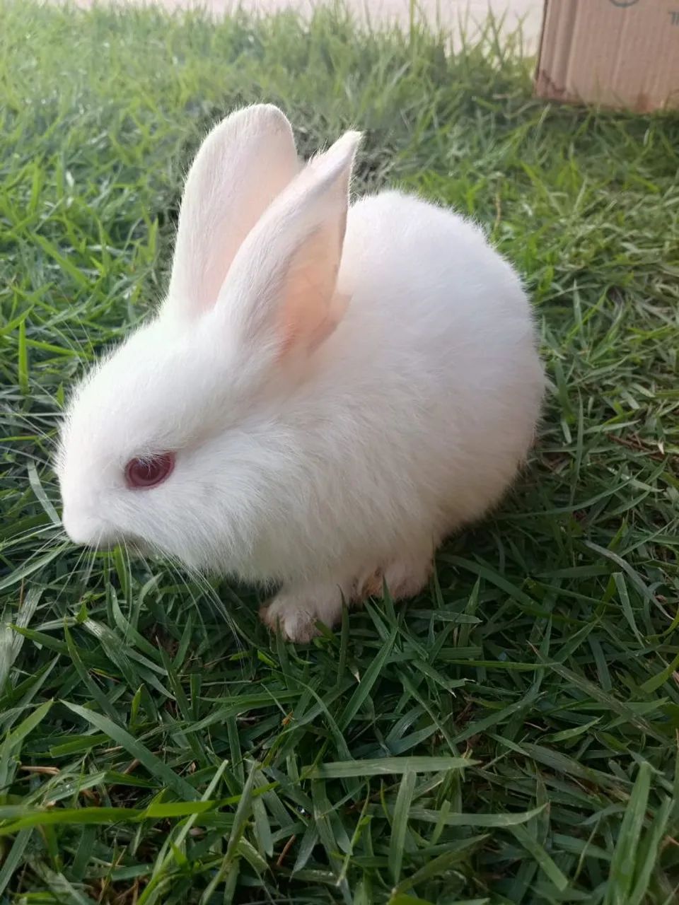 Coelhos  - Foto 4