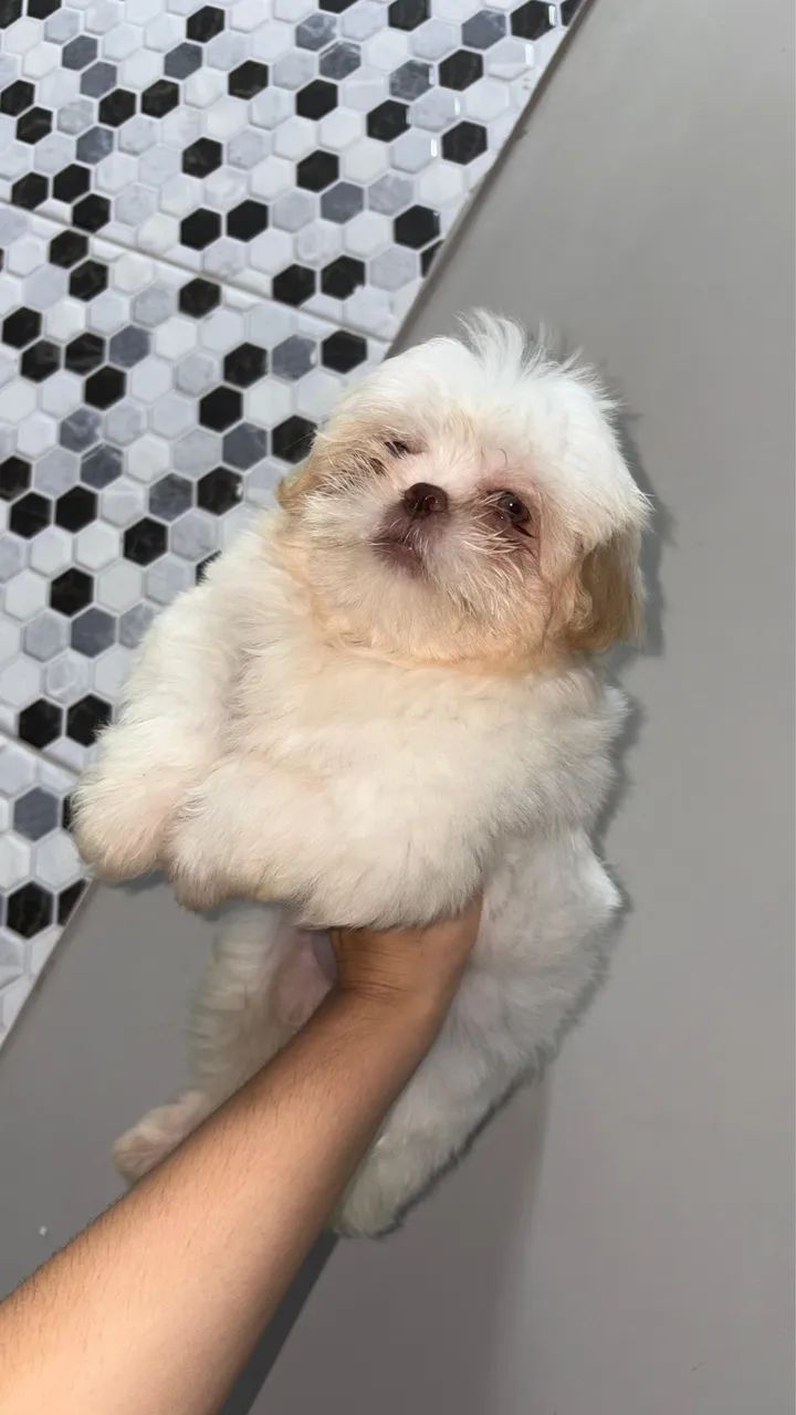 Cachorro  - Foto 5