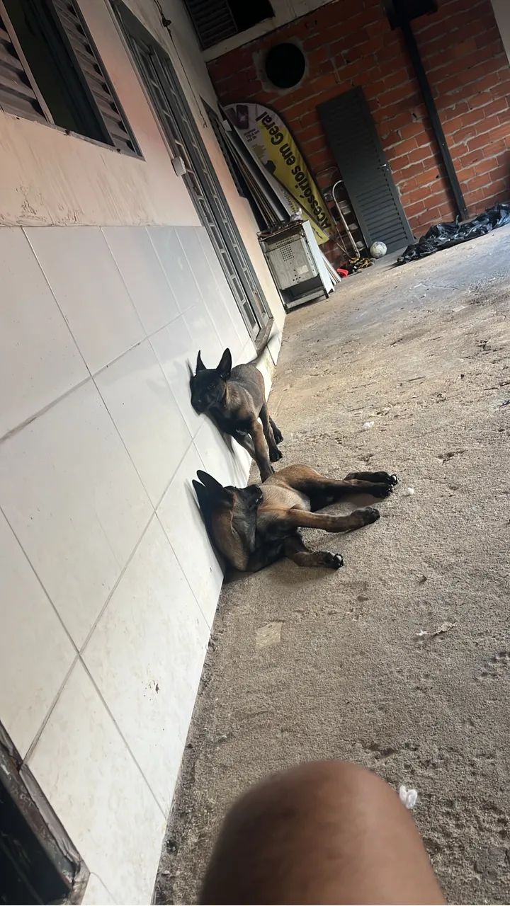 Pastor belga Malinois  - Foto 3