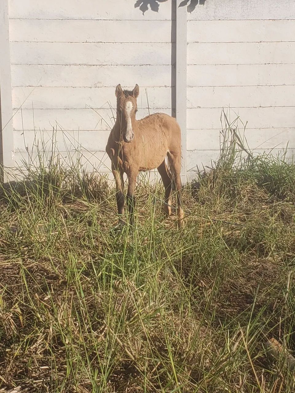 Cavalo 