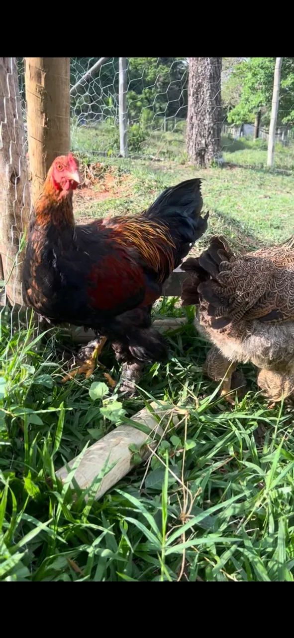 Casal brahma perdiz - Foto 3