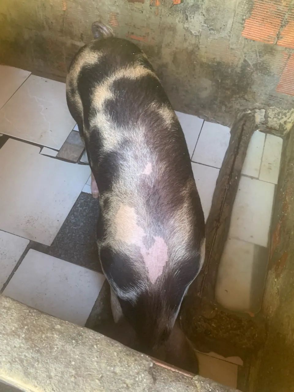 Porca - Foto 3