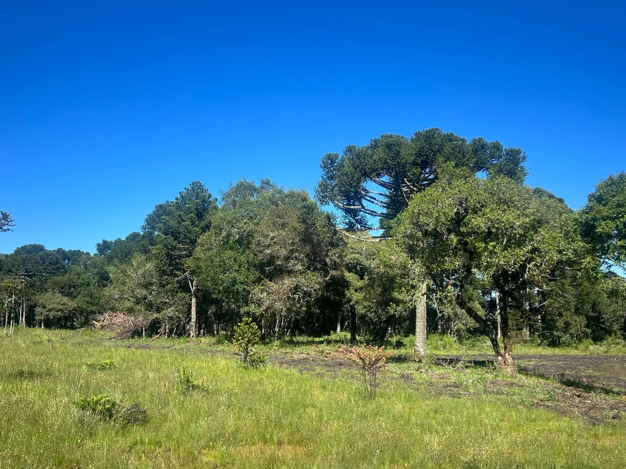 Sítio em Urubici - 30% entrada + 48X - Foto 4