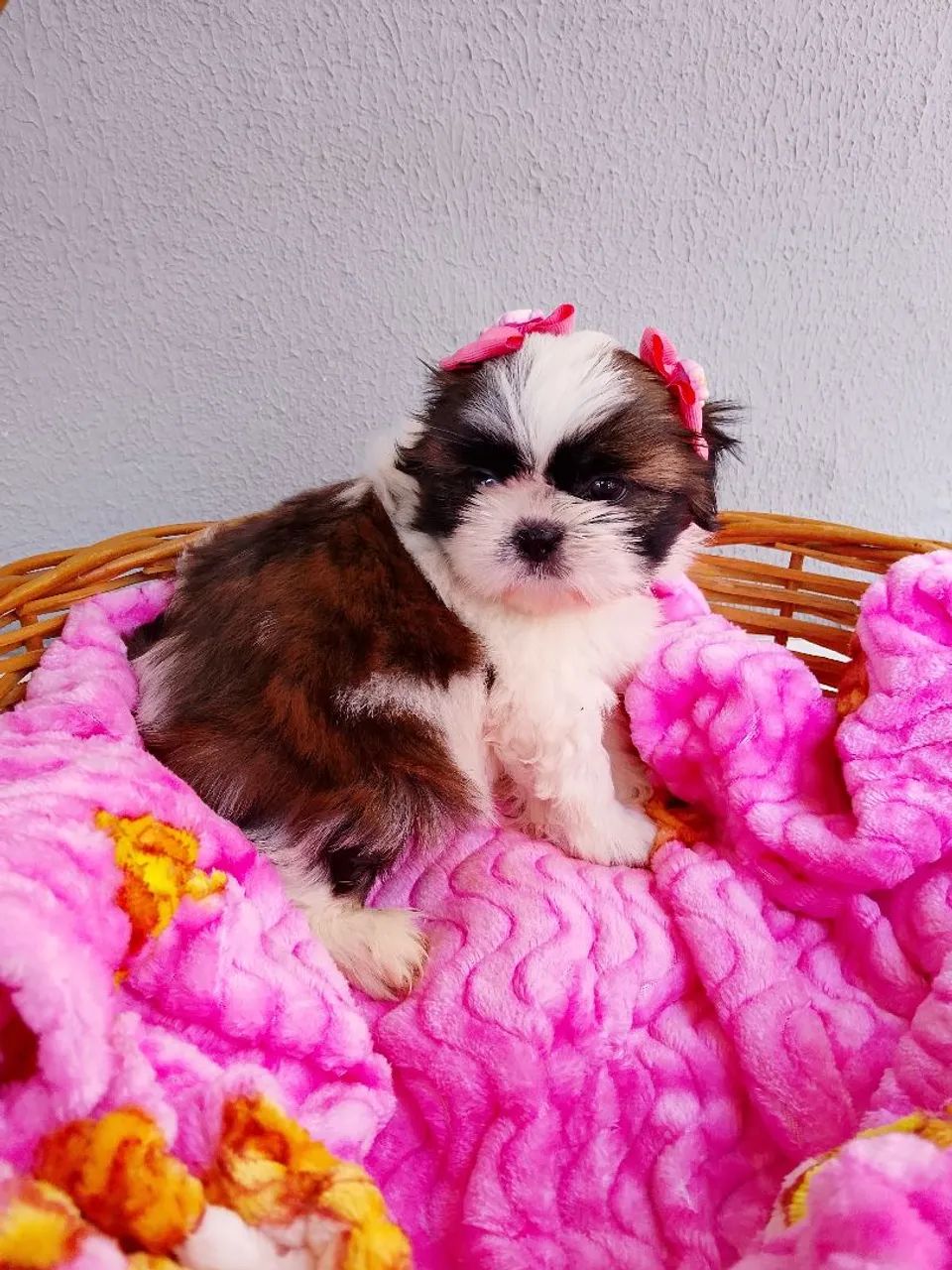 Fêmea Shih-tzu  - Foto 4