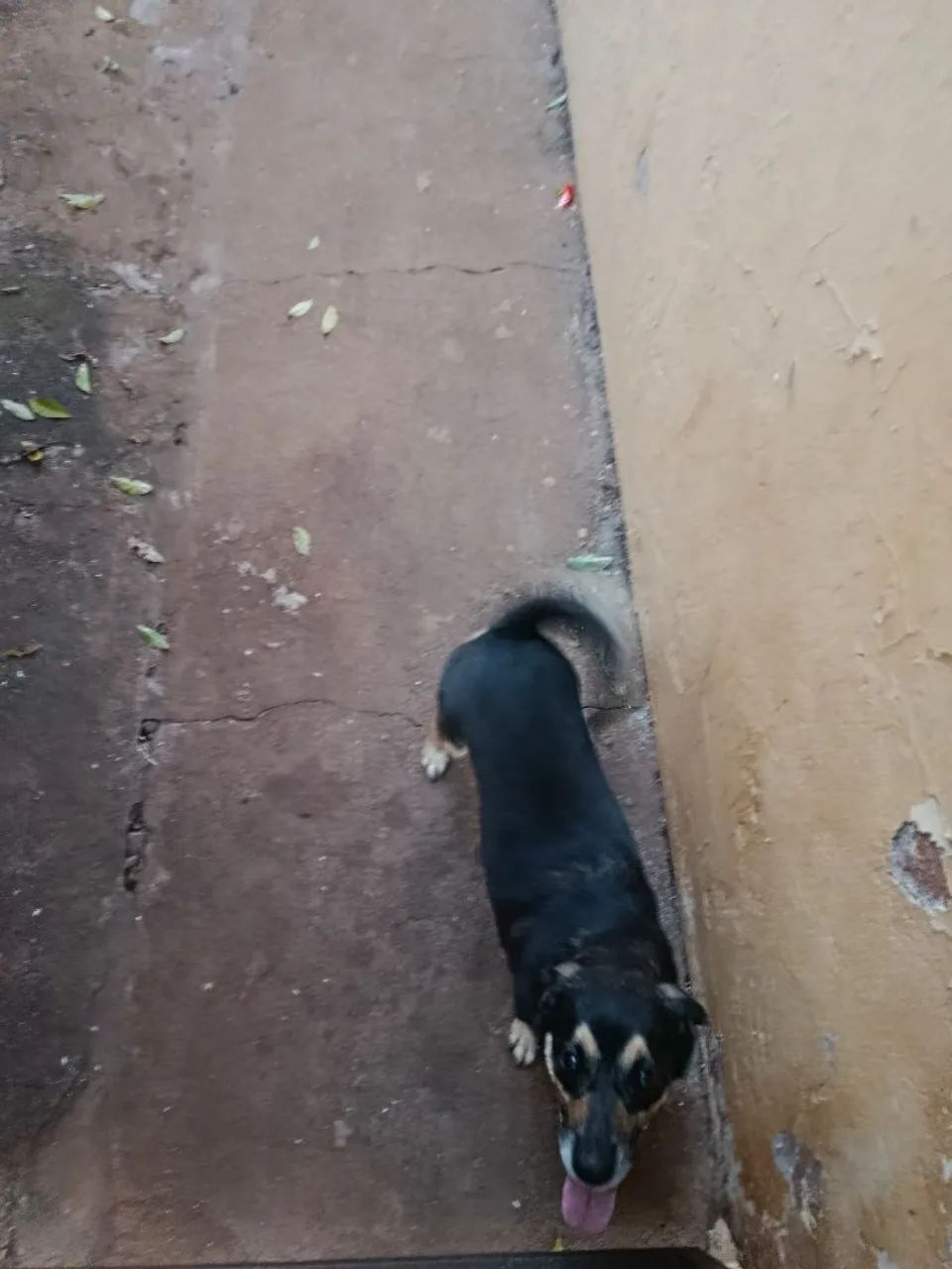 Cachorro para adoção