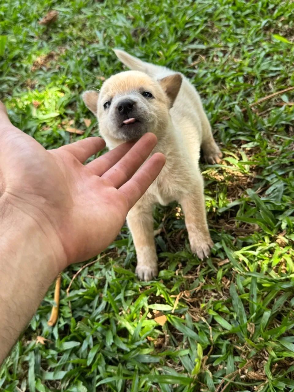 Boiadeiro australiano blue heeler e red heeler - Cachorros - Frizon ...