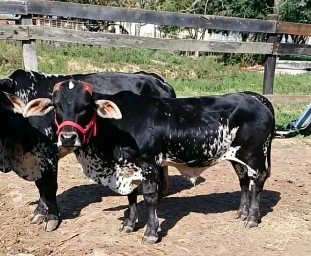Mini boizinho