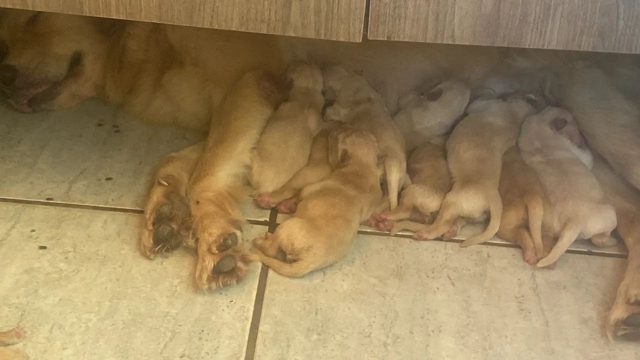 Filhotes Golden Retriver  - Foto 2
