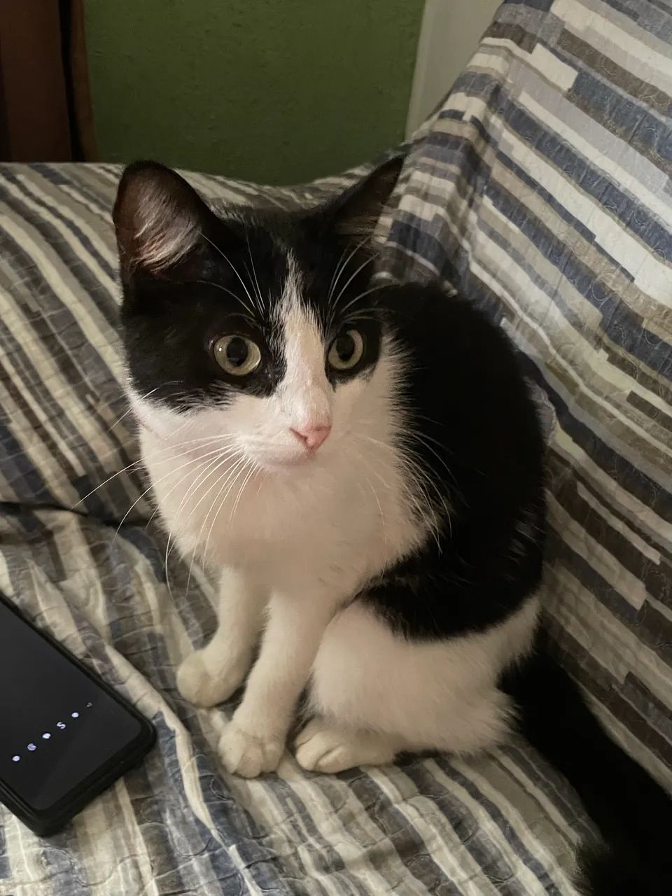Gatinha pra adoção  - Foto 2