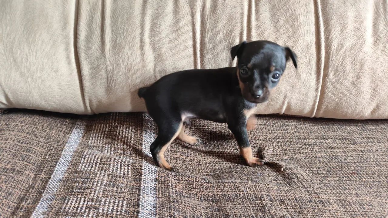 Pinscher MACHO - Foto 2