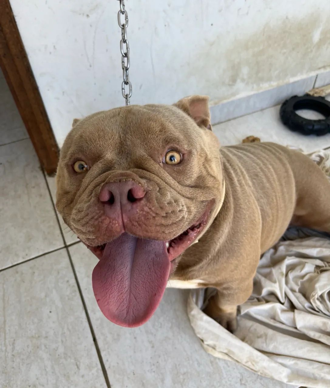 Exotic bully - Foto 4