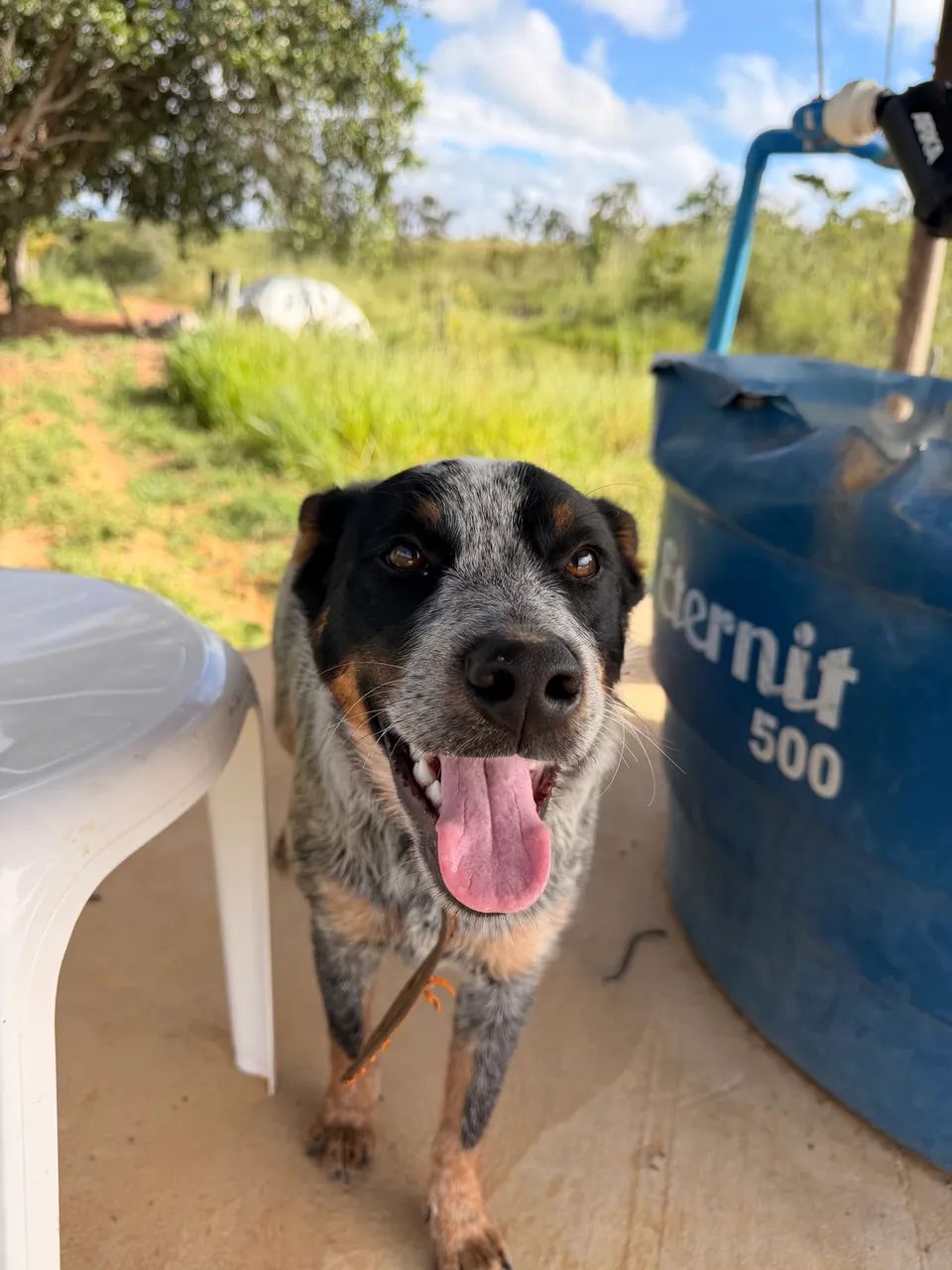 Cachorro  - Foto 4