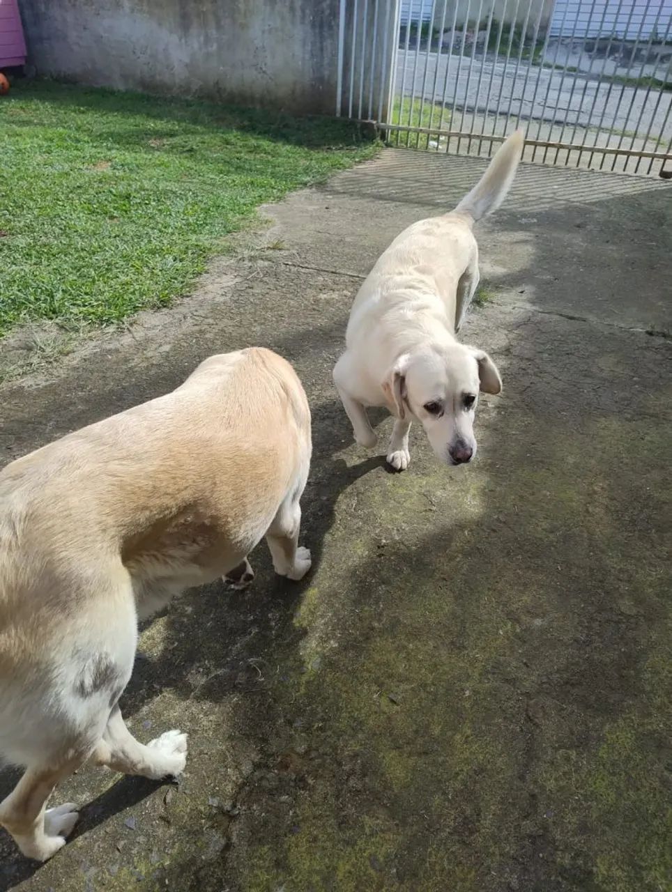Doação labrador - Foto 3