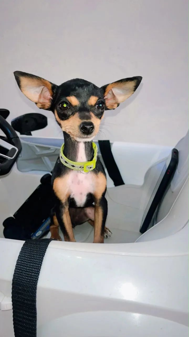 Pinscher 1