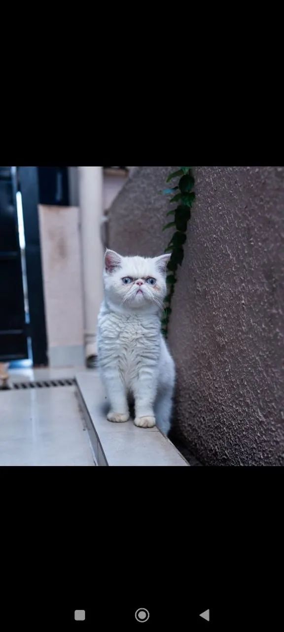 Gatos - Foto 3