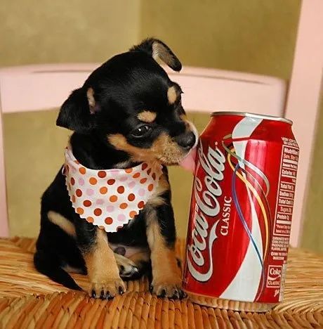 filhotes de pinscher com pedigree