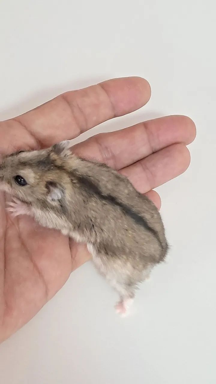 Hamster Anão fofo