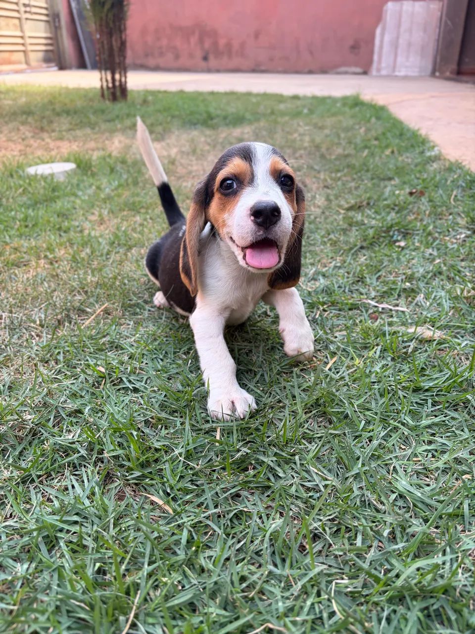 Filhote de beagle macho 