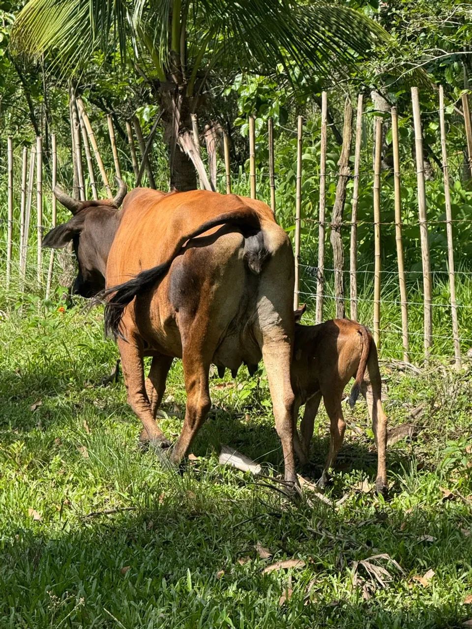 Vaca com Bezerra  - Foto 2